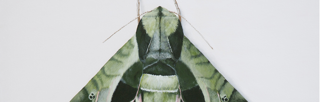 A green moth with geometric patterns on its wings sits on a white backdrop.