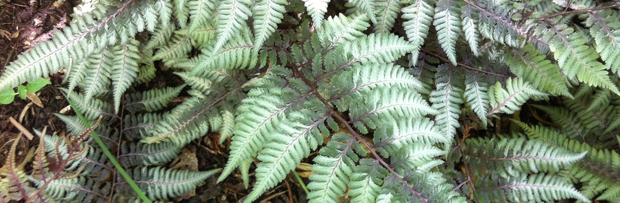 Botany for Botanical Illustration Ferns and Mosses