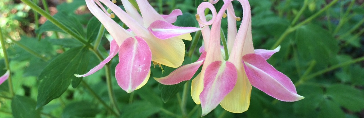 Ginter in the Morning May Walk on Native plants