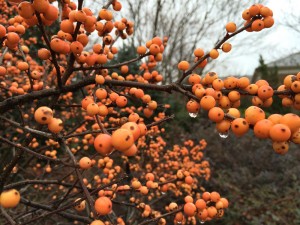 ilex winter gold