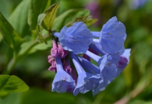 virginia bluebells blooming