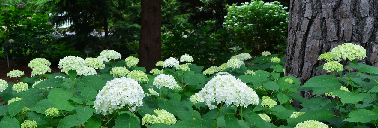 Walk and Talk: Hydrangeas