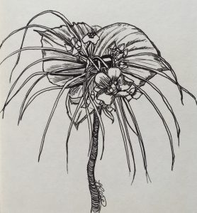 Pen and ink drawing by Tracy Rose of a black bat flower or Tacca