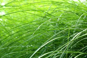 Dew drops are still clinging to grasses.