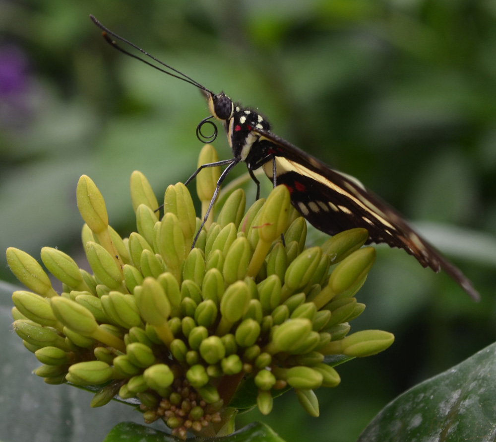 Profilo della farfalla con la proboscide per i fatti sulle farfalle