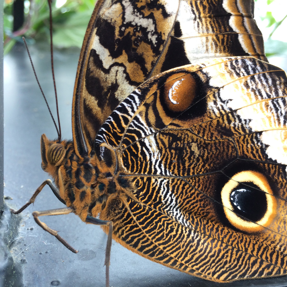 oogvlinder close-up voor vlinderfeitjes