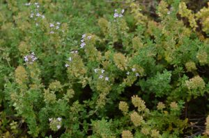 common thyme in the healing garden