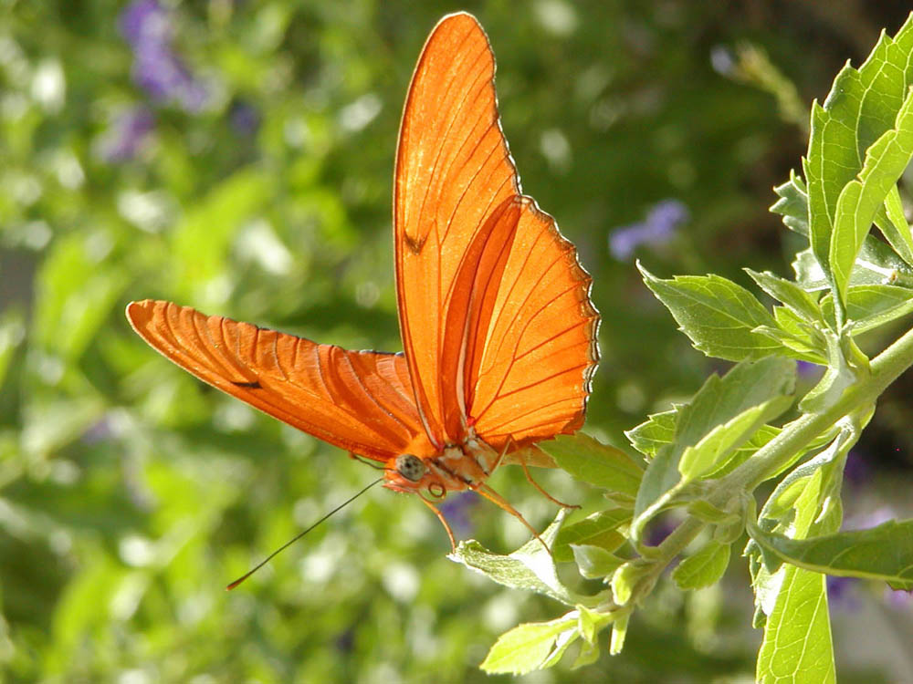 oranje vlinder voor vlinderfeitjes