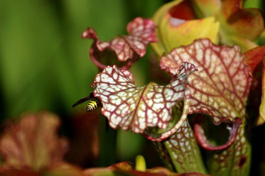 Carnivorous Plants at Lewis Ginter Botanical Garden