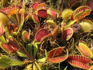 Venus Fly Trap plants from Meadowview Biological