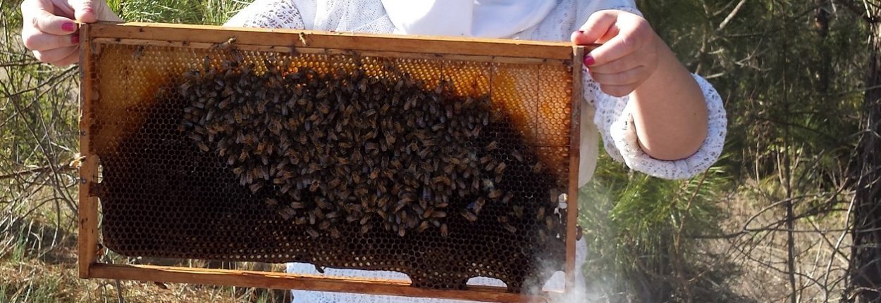 All About Honey Bees and Beekeeping