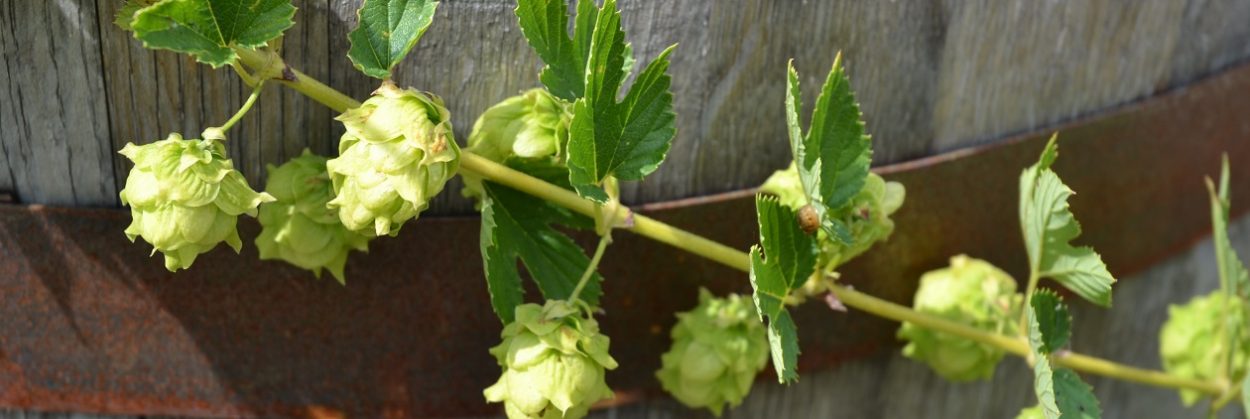 hops and oktoberfest