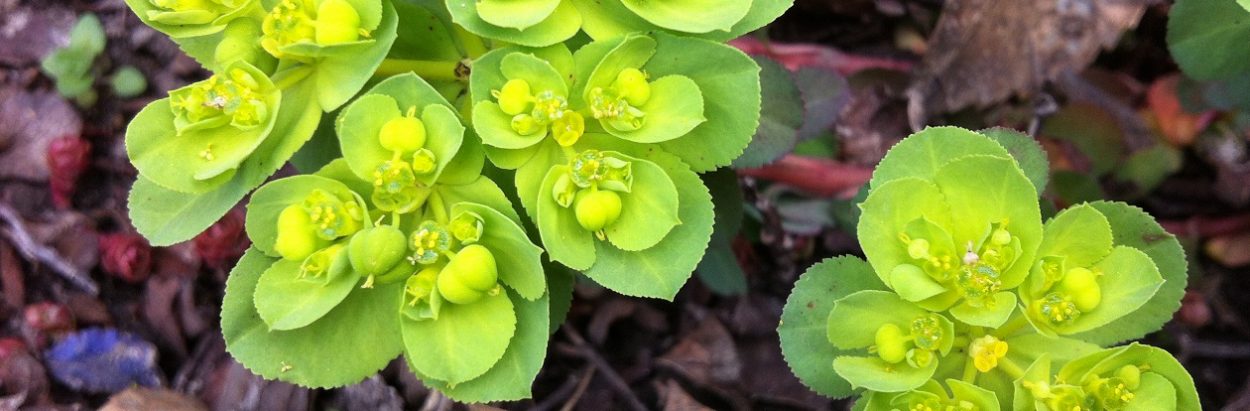 Plants for late winter