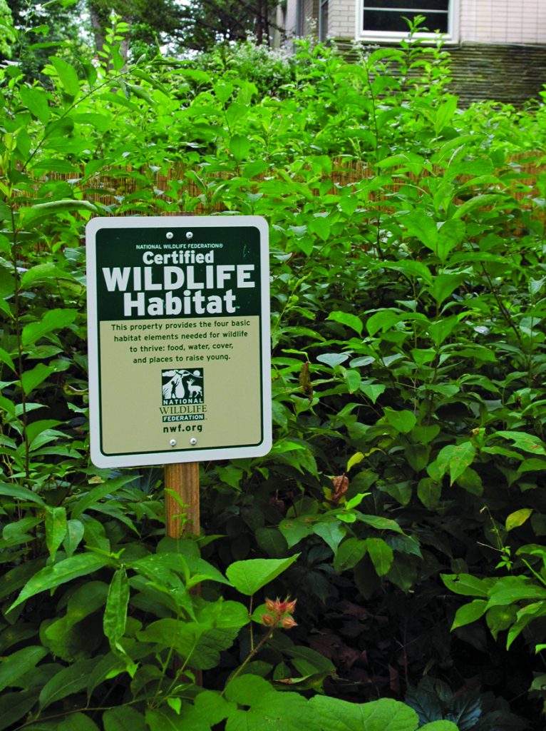 Go Wild with Nature -- Suggestions From Top Landscaping Experts