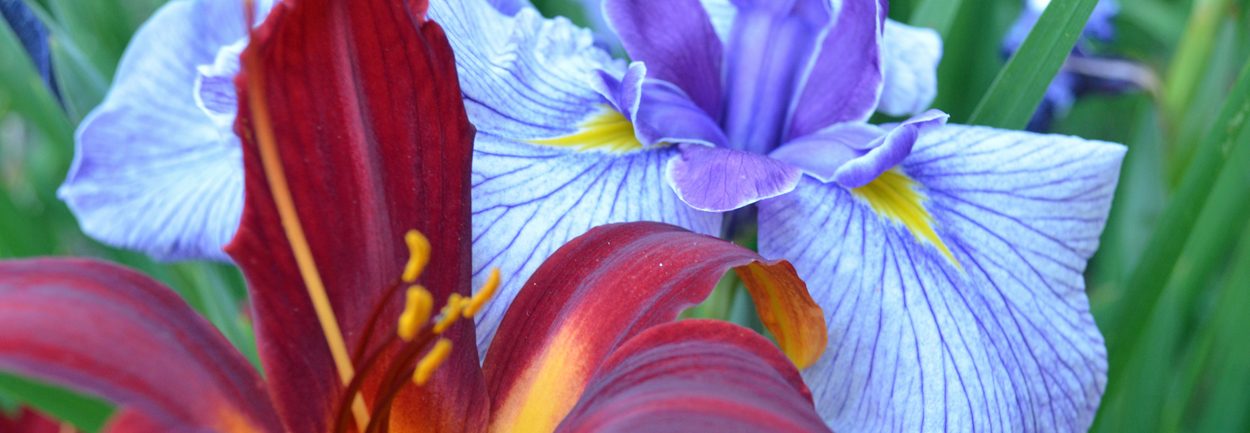 daylilleis and iris