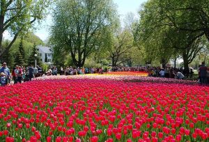 An image of the Canadian Tulip Festival from their website