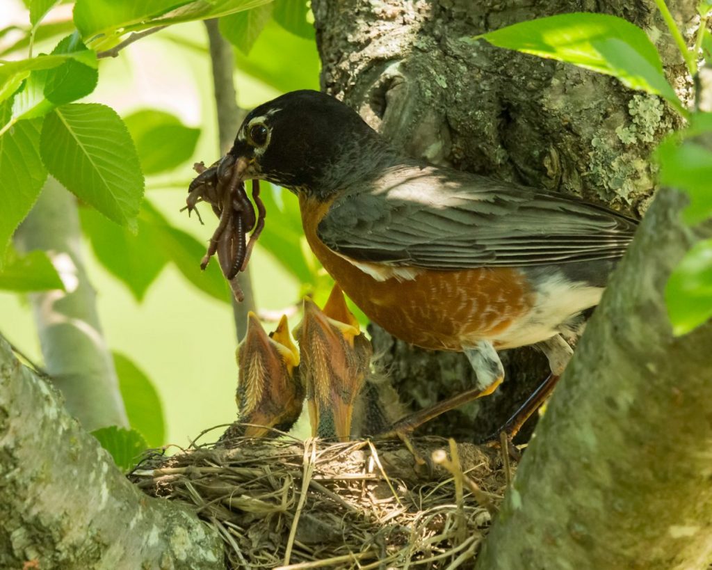 A robin feeds worms to baby birds in the nest. Birdscaping brings birds to your yard.