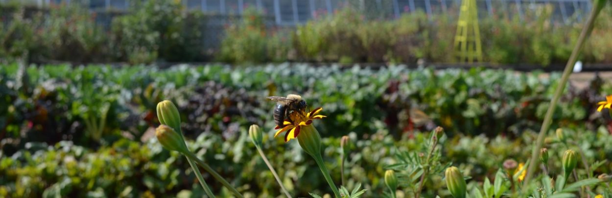 Bee plantings in fall