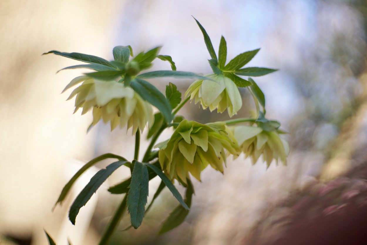 Class Highlight: Conner Parrish and the Art of Pressed Flowers - Lewis  Ginter Botanical Garden