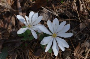 Blood root