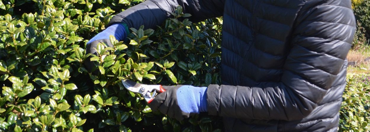 Pruning for Shrubs and Small Trees