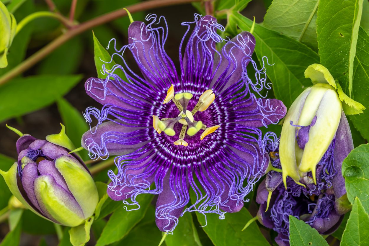 purple passion flower - Lewis Ginter Botanical Garden