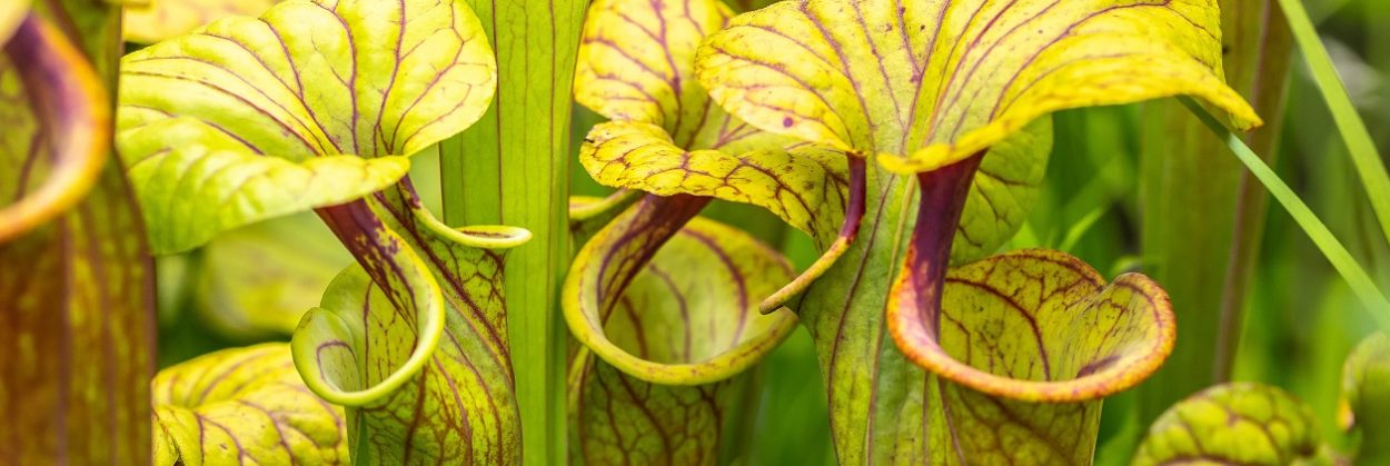 Container Bog Gardens Tom Hennessy Pitcher Plants