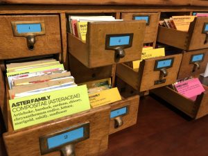 Card catalog with some open drawers revealing seed packets -- plant seeds!
