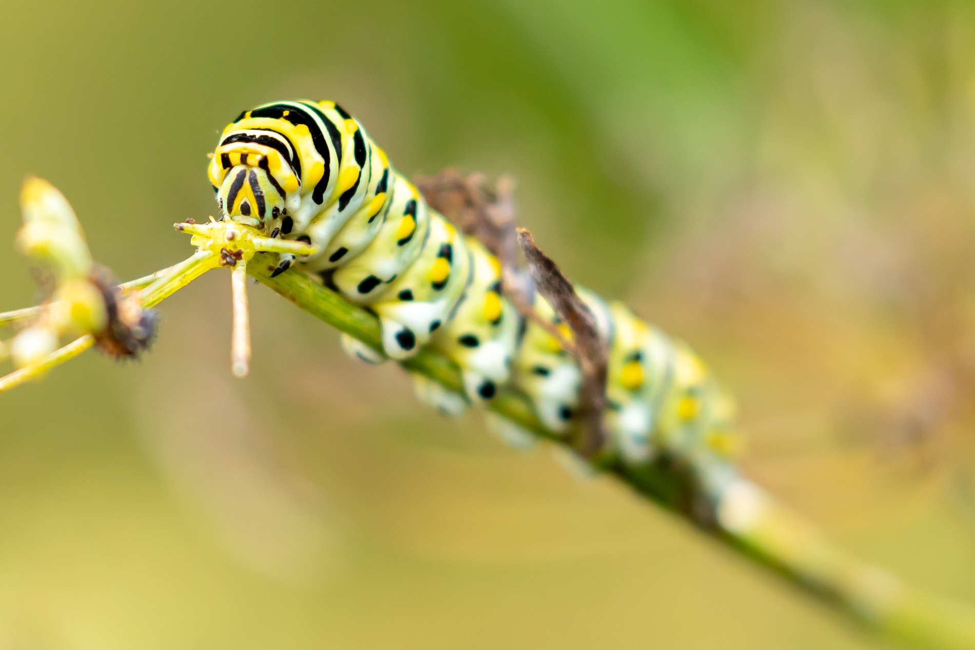 Investigating Black Swallowtail Caterpillars Behavior Lewis Ginter Botanical Garden