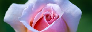 Pink Rose, Image by Tom Hennessy