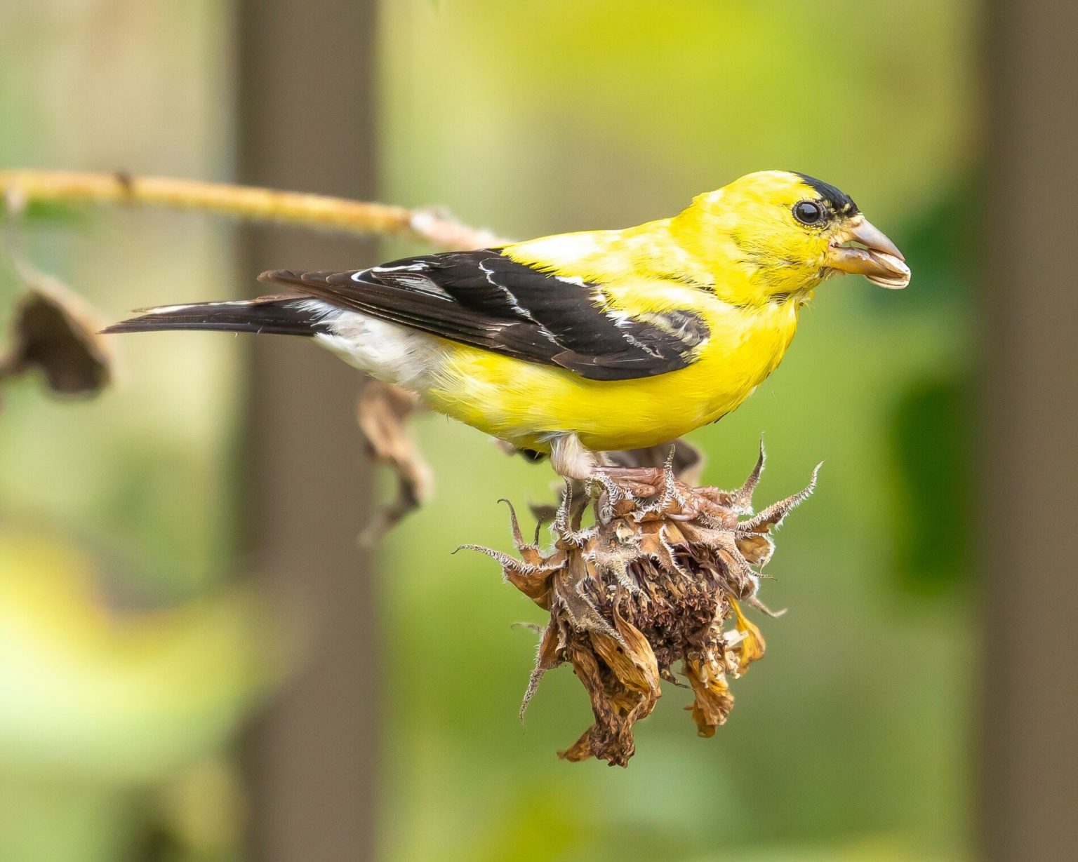 Feed the Birds with Native Plants - Lewis Ginter Botanical Garden