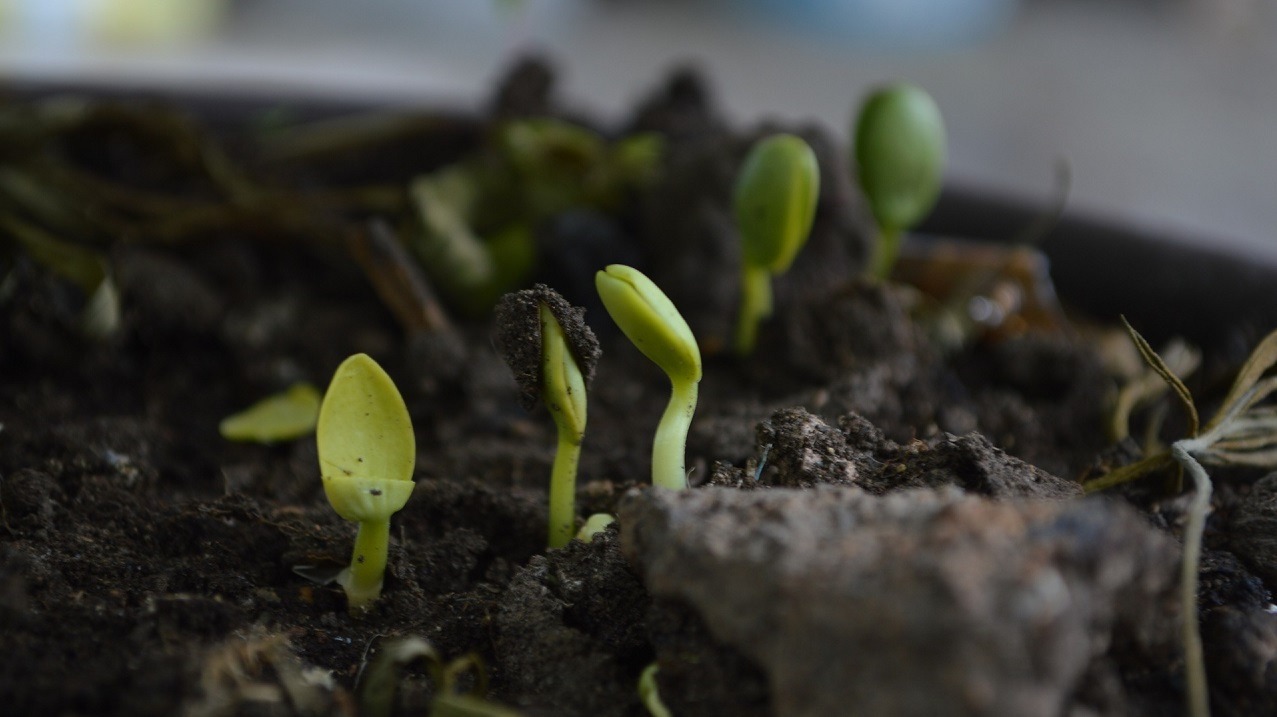 Soils, Part 2: Organic Matter and Sustainable Gardening