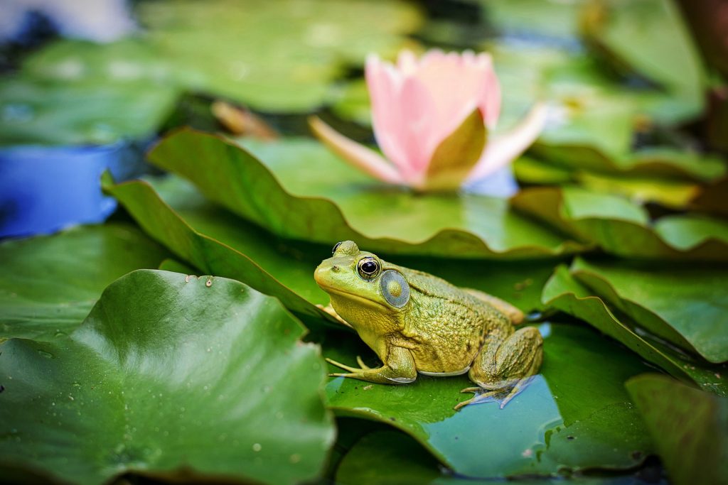 A frog and lily pad with pink bloom in water