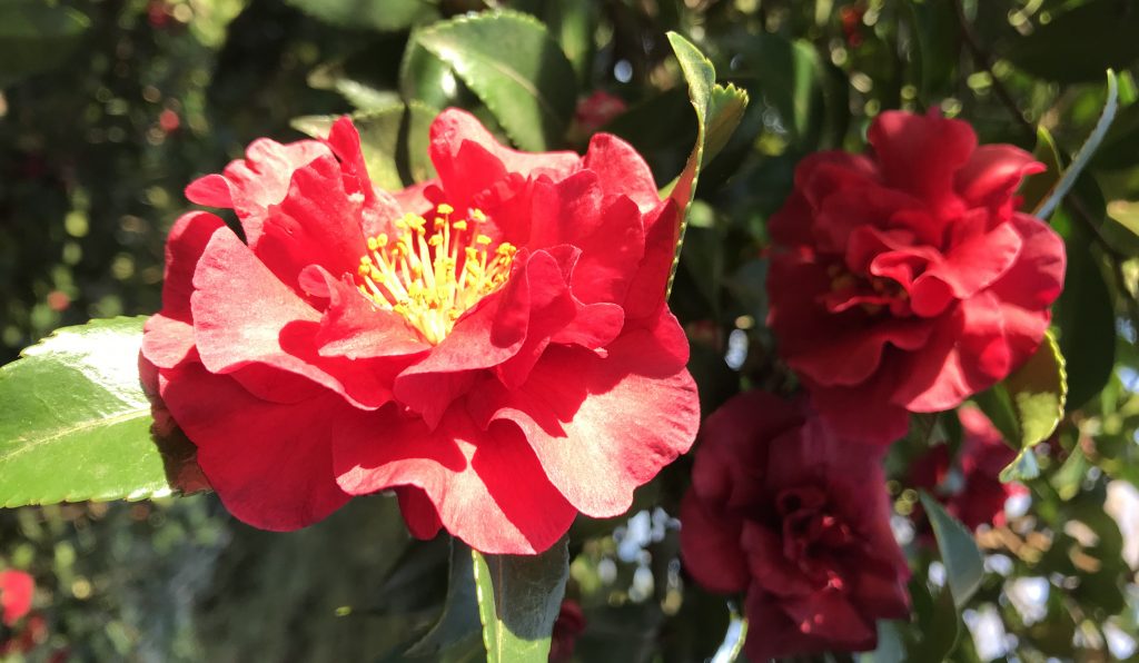 camellia 'hot flash' cropped JH - Lewis Ginter Botanical Garden