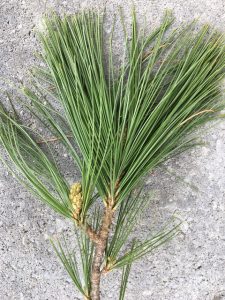 pine needle leaf