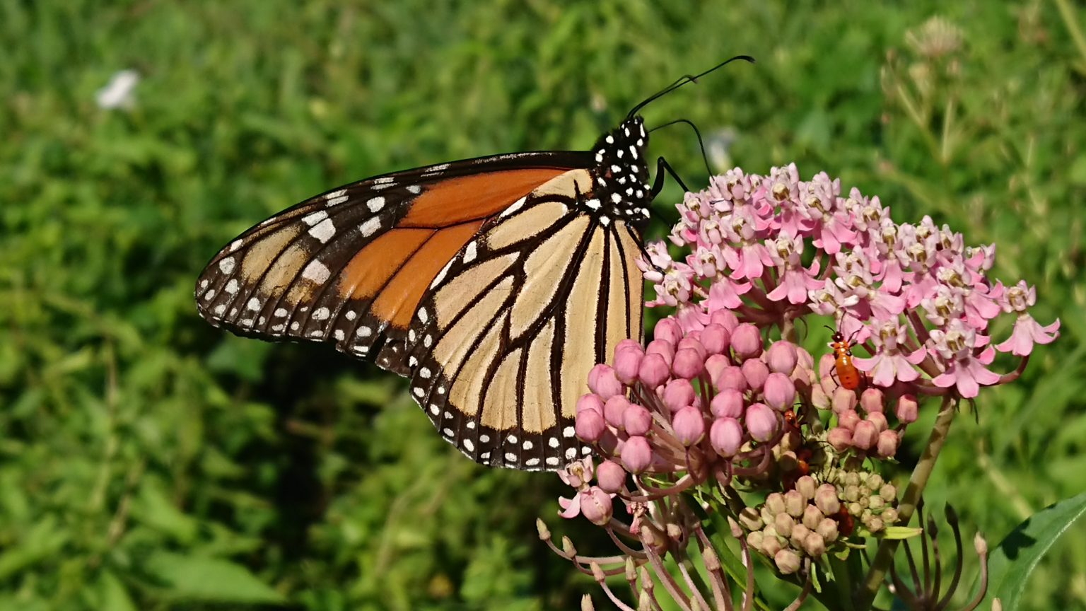 viceroy-or-monarch-lewis-ginter-botanical-garden