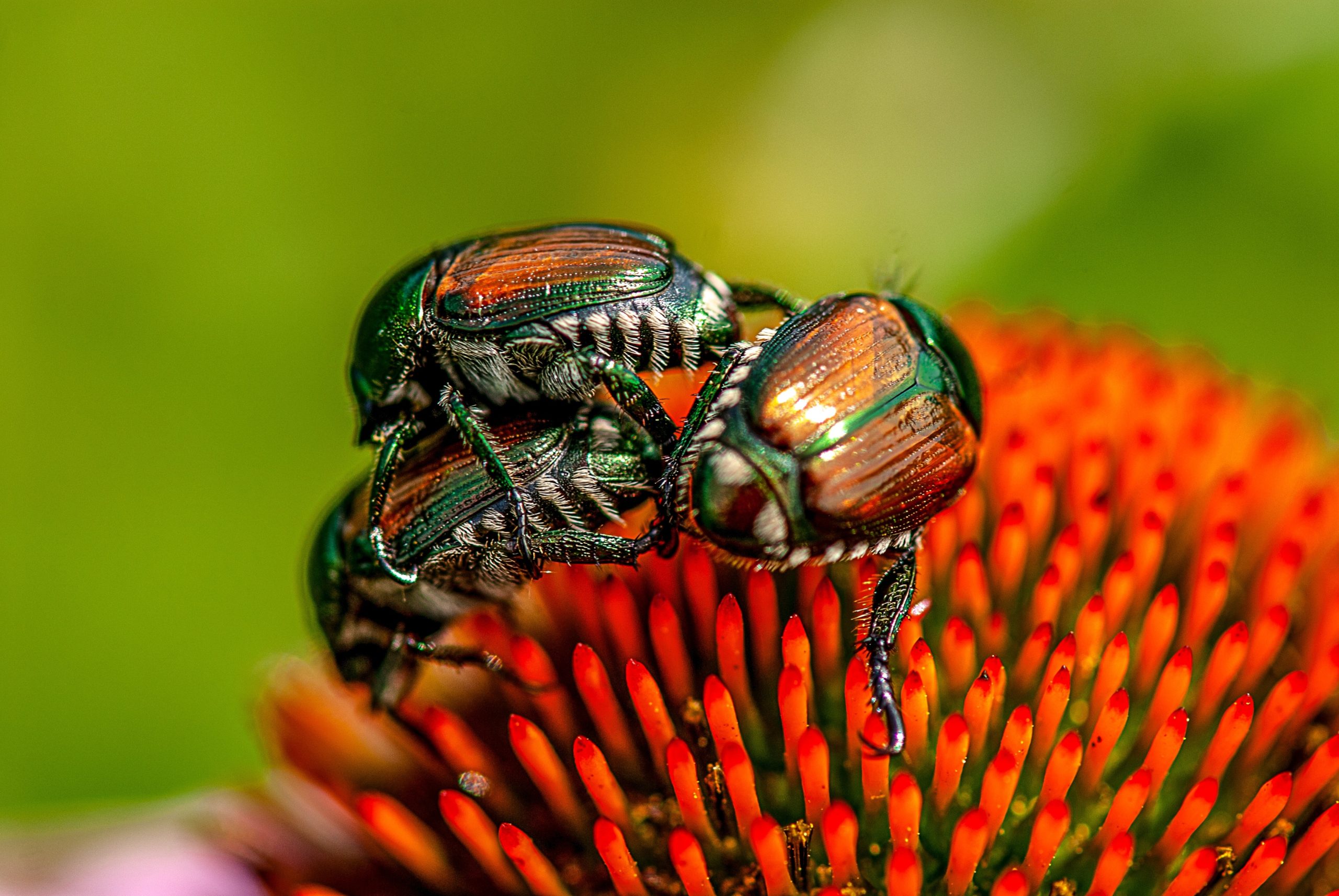 Japanese Beetles Lewis Ginter Botanical Garden