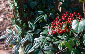Invasive Nandina with red berries next to a tree with English ivy