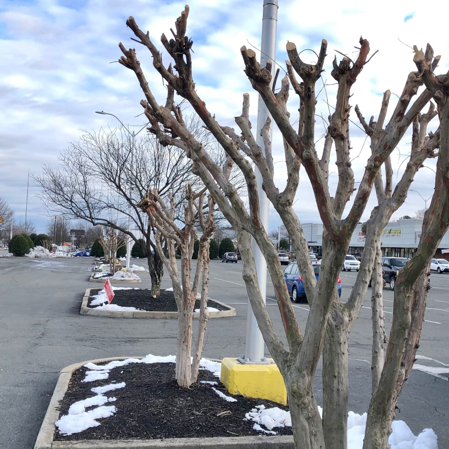 how-to-prune-apple-trees-beyond-the-chicken-coop