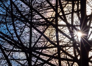 The sun shines through tree branches. Image by Tom Hennessy