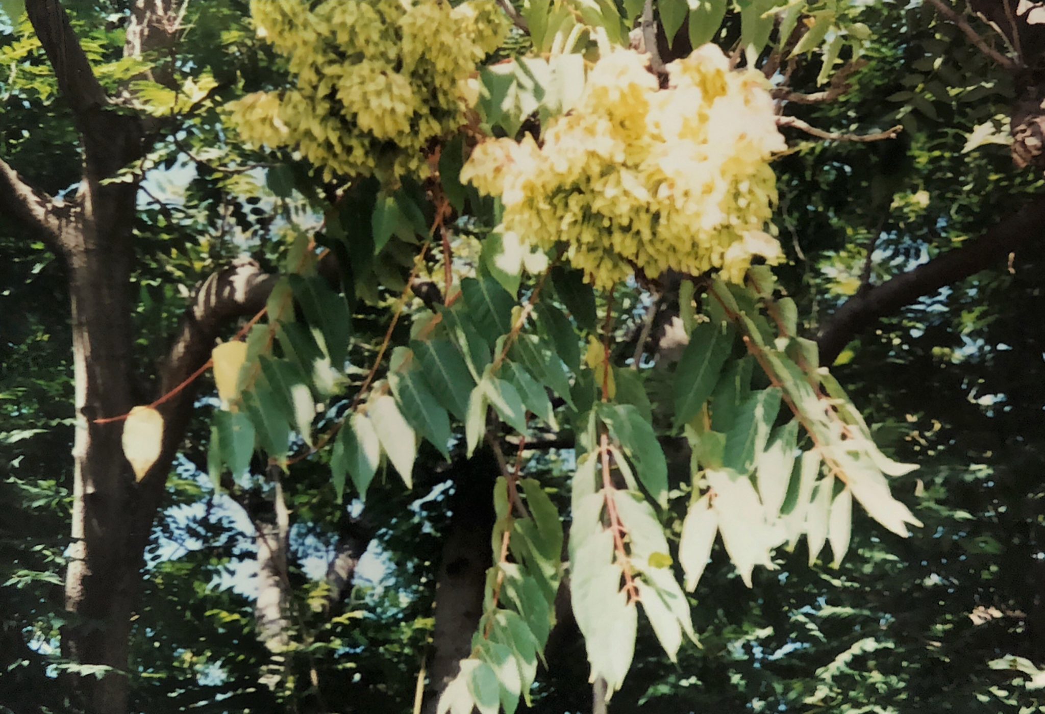 Tree-of-Heaven: A "Dirty Dozen" Plant - Lewis Ginter Botanical Garden