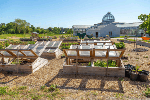 Cold frames extend the growing season Kroger Community Kitchen Garden. Image by Tom Hennessy, 2018