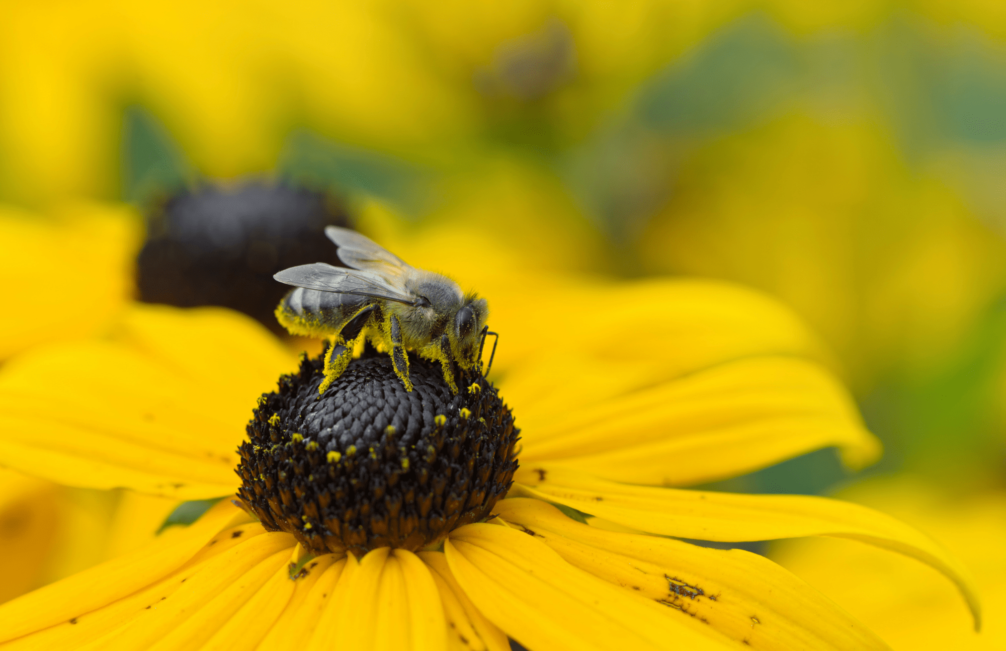 Bumble Bee, Native Bees and Honey Bees at Lewis Ginter