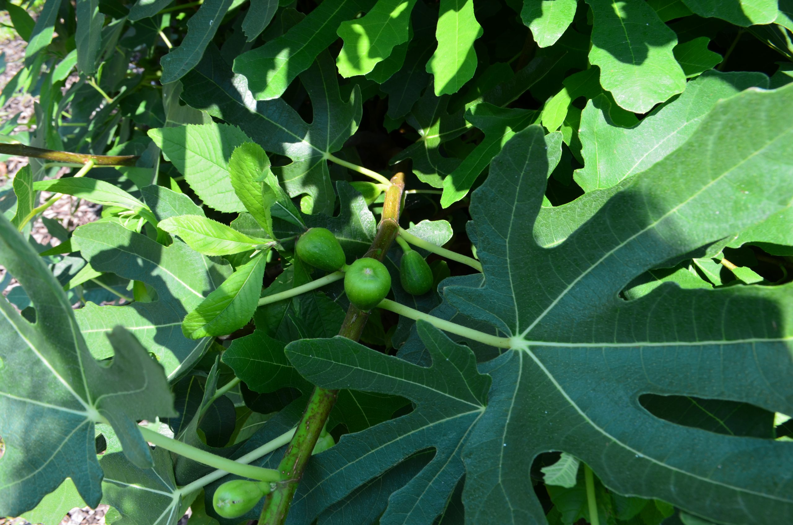Pollinating Figs: the Story -- Fig Wasps Lewis Ginter