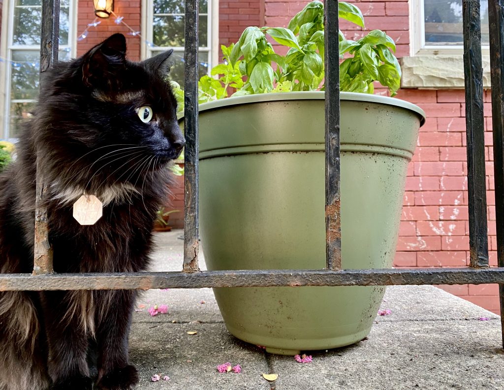 Plants Safe for Cats - Lewis Ginter Botanical Garden