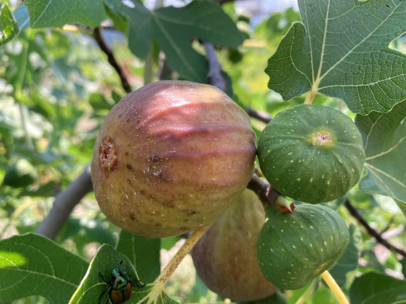 Pollinating Figs the Inside Story Fig Wasps Lewis Ginter