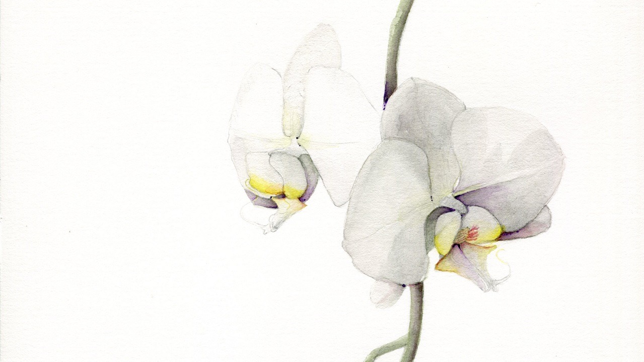 Watercolor Techniques: White Flowers-Using Light and Shadow to Create Form