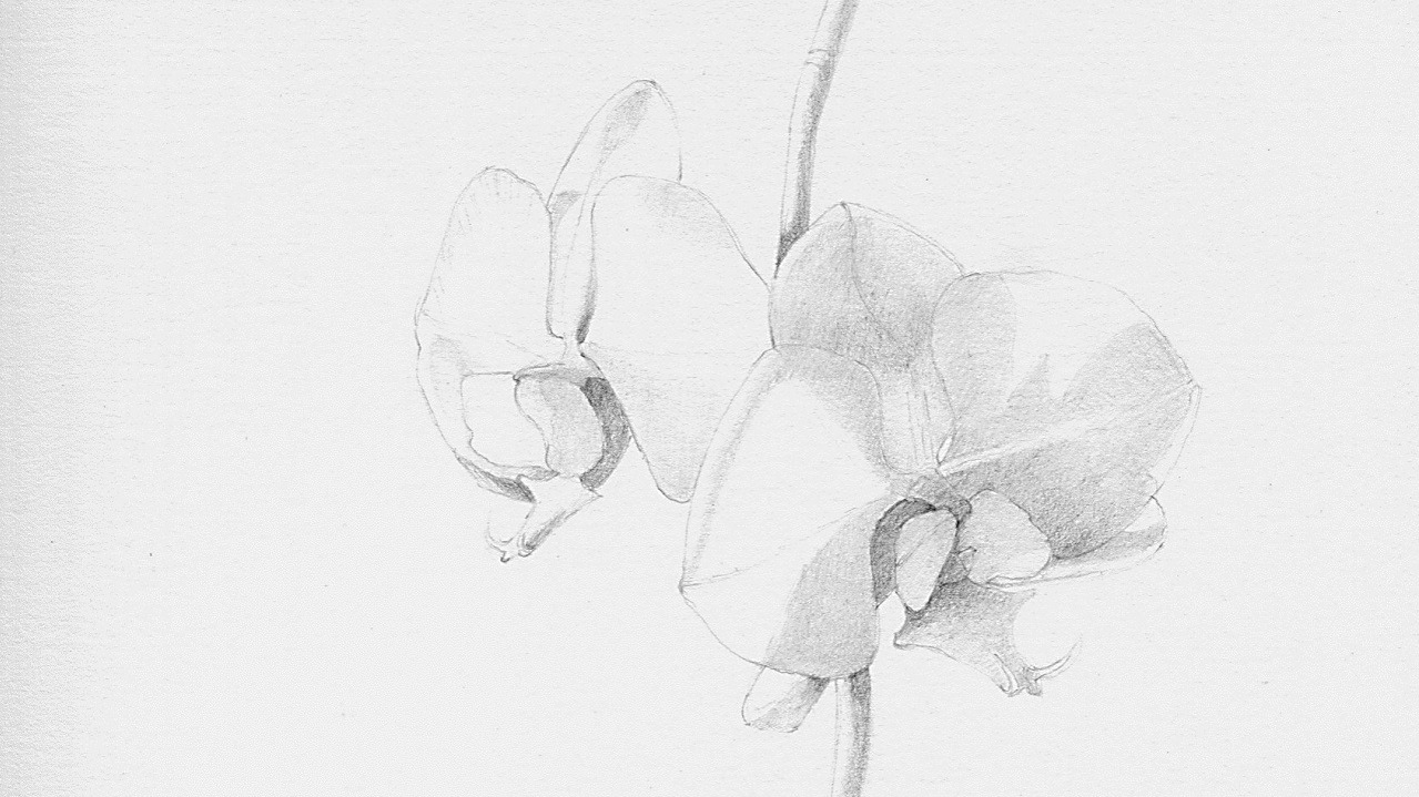 Graphite Techniques: White Flowers-Using Light and Shadow to Create Form
