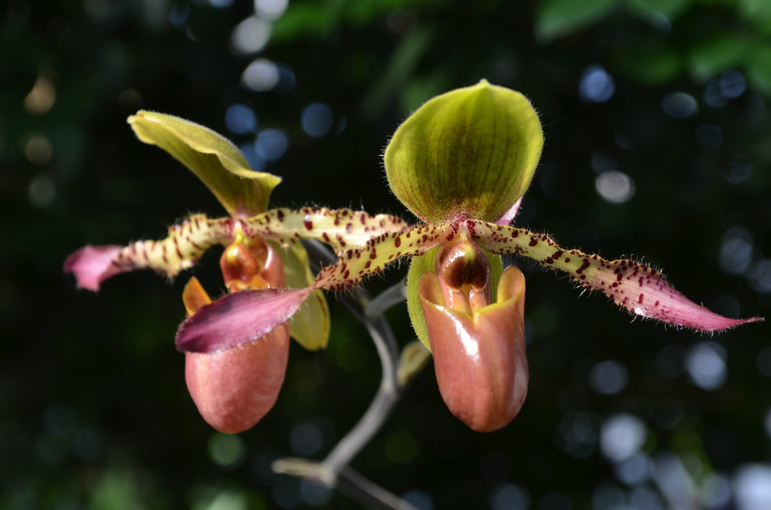 Orchids: Let's Celebrate ORCHID SHOW AND SALE   Lewis Ginter Botanical