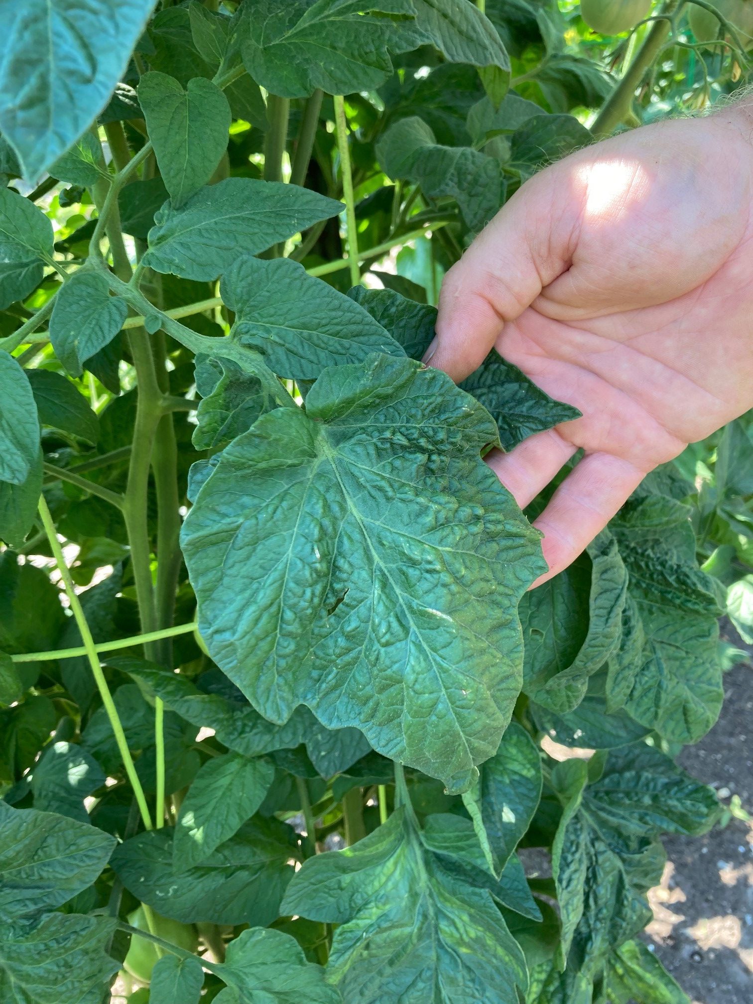 https://www.lewisginter.org/wp-content/uploads/2022/07/brandywine-tomato-leaf-looks-more-like-a-potato-e1657141489645.jpg